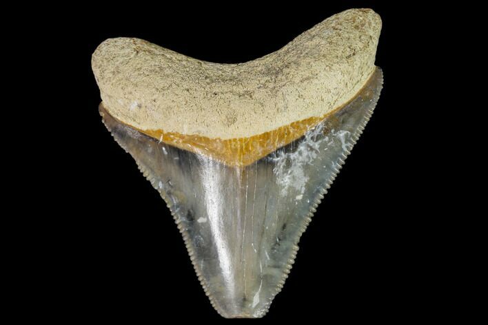 Serrated, Fossil Megalodon Tooth - Florida #110434